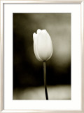 Early Morning Tulip Framed Giclee Print by Jerry Koontz
