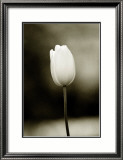 Early Morning Tulip Estampe encadrée par Jerry Koontz