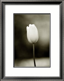 Early Morning Tulip Framed Giclee Print by Jerry Koontz