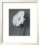 Fresh Cut Gerbera Daisy II Pósters por Deborah Van Swearingen