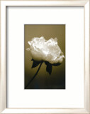 Peony I Láminas por Chris Sands Peony I Láminas por Chris Sands