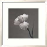 Iris 2 Kunstdrucke von Tom Artin
