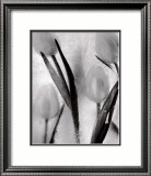 Tulips on Ice Prints by Ryuijie 