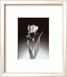 Iris Posters par Elizabeth King Brownd