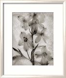Glass Petals Prints by Ryuijie 