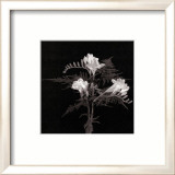 Freesias Affiches par Alfred Gockel