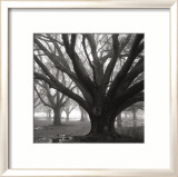 Oak Grove, Winter Láminas por William Guion Oak Grove, Winter Láminas por William Guion