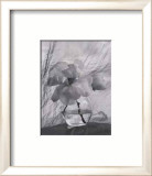 Magnolia Arte por Nancy Gillespie Magnolia Arte por Nancy Gillespie