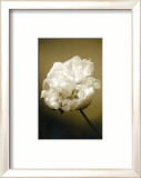 Peony II Pósters por Chris Sands Peony II Pósters por Chris Sands