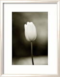 Early Morning Tulip Framed Giclee Print by Jerry Koontz