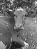 A Cow Lying in the Grass on a Dairy Farm Lámina fotográfica de primera calidad por Hansel Mieth A Cow Lying in the Grass on a Dairy Farm Lámina fotográfica de primera calidad por Hansel Mieth