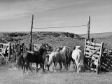 Rounding Up Wild Horses by Plane Lámina fotográfica de primera calidad por Rex Hardy Jr.