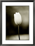 Early Morning Tulip Framed Giclee Print by Jerry Koontz