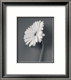 Fresh Cut Gerbera Daisy II Lámina por Deborah Van Swearingen