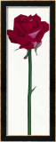 Little Pink Rose Poster by Stephanie Andrew