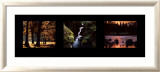 Images from Nature II Poster par William Neill