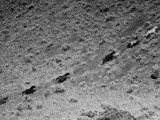 Rounding Up Wild Horses by Plane Lámina fotográfica de primera calidad por Rex Hardy Jr.