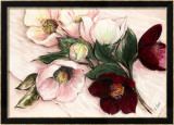 Elegant Anemones Prints by Elisabeth Krobs