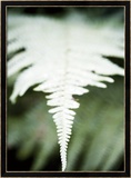 Vegetal / 4196, 2008 Plakat av Laetizia Bazzoni Vegetal / 4196, 2008 Plakat av Laetizia Bazzoni