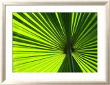 Leaf I Prints by Ortwin Klipp