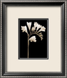 Fleur en noir et blanc V Affiches par Edoardo Sardano