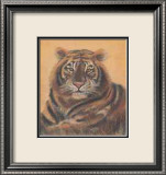 Tigre de safari Affiches par Ann Walker