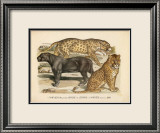 Animaux d'Afrique, Panthere Art