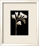Fleur en noir et blanc V Affiches par Edoardo Sardano