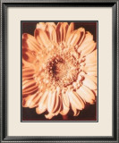 Beautiful Flower I Kunstdrucke von Gerard Van Hal