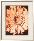 Beautiful Flower I Kunstdrucke von Gerard Van Hal
