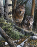 Watchful Eyes Poster by Kevin Daniel Watchful Eyes Poster by Kevin Daniel