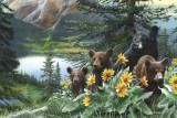 Basking in the Balsams Prints by Kevin Daniel