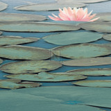 Lily Pool III Posters av Adam Brock