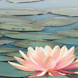 Lily Pool IV Posters by Adam Brock