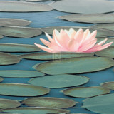 Lily Pool II Print by Adam Brock