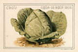 Chou Coeur de Bœuf Posters