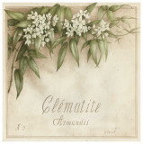 Clematite, Armandii Posters par Vincent Perriol