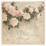Rosa, Albertine Láminas por Vincent Perriol