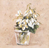 Perce-Neige Póster por Laurence David