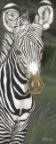 Harold Rigsby - Safari Zebra - Poster Harold Rigsby - Safari Zebra - Poster