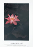 Lotus Affiche par Edward J. Steichen