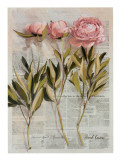 Trois Pivoines Prints by Pascal Cessou