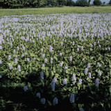 High Angle View of Anchored Water Hyacinth Flowers Growing in a Field (Eichhornia Azurea) Photographic Print by A. Moreschi