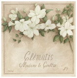 Clematis, Madame de Coultre Print by Vincent Perriol