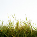 A Grass Field Photographic Print by Tina Jonsson