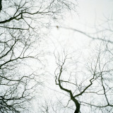 Bare Branches Beneath Clear Sky Photographic Print by Tina Jonsson