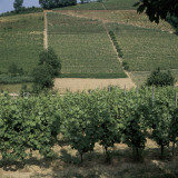 Vine Trees Growing in a Vineyard, Asti, Italy Photographic Print by A. Moreschi