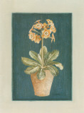 Auricula Orangée Posters by Laurence David