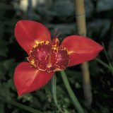 Close-Up of a Tiger Flower (Tigridia Pavonia) Photographic Print by A. Moreschi