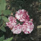 Close-Up of Variegata Di Bologna Roses Photographic Print by A. Moreschi